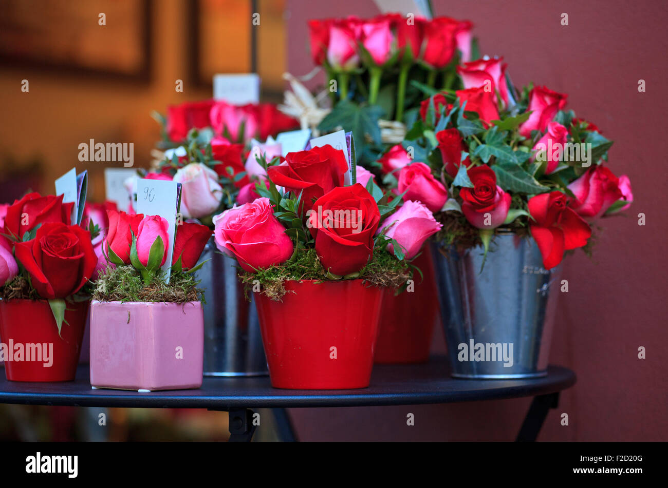 Un montón de rosas dentro de las ollas Foto de stock