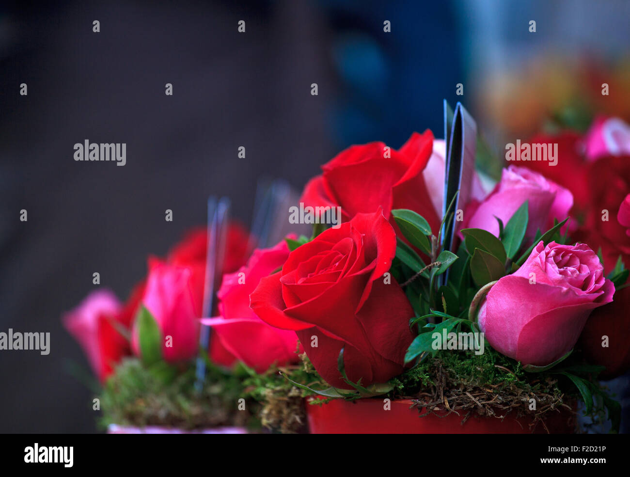 Un montón de rosas dentro de las ollas Foto de stock
