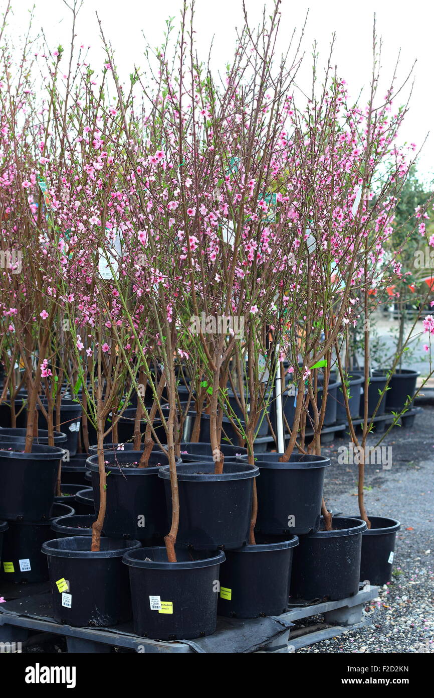 Prunus persica fotografías e imágenes de alta resolución - Alamy