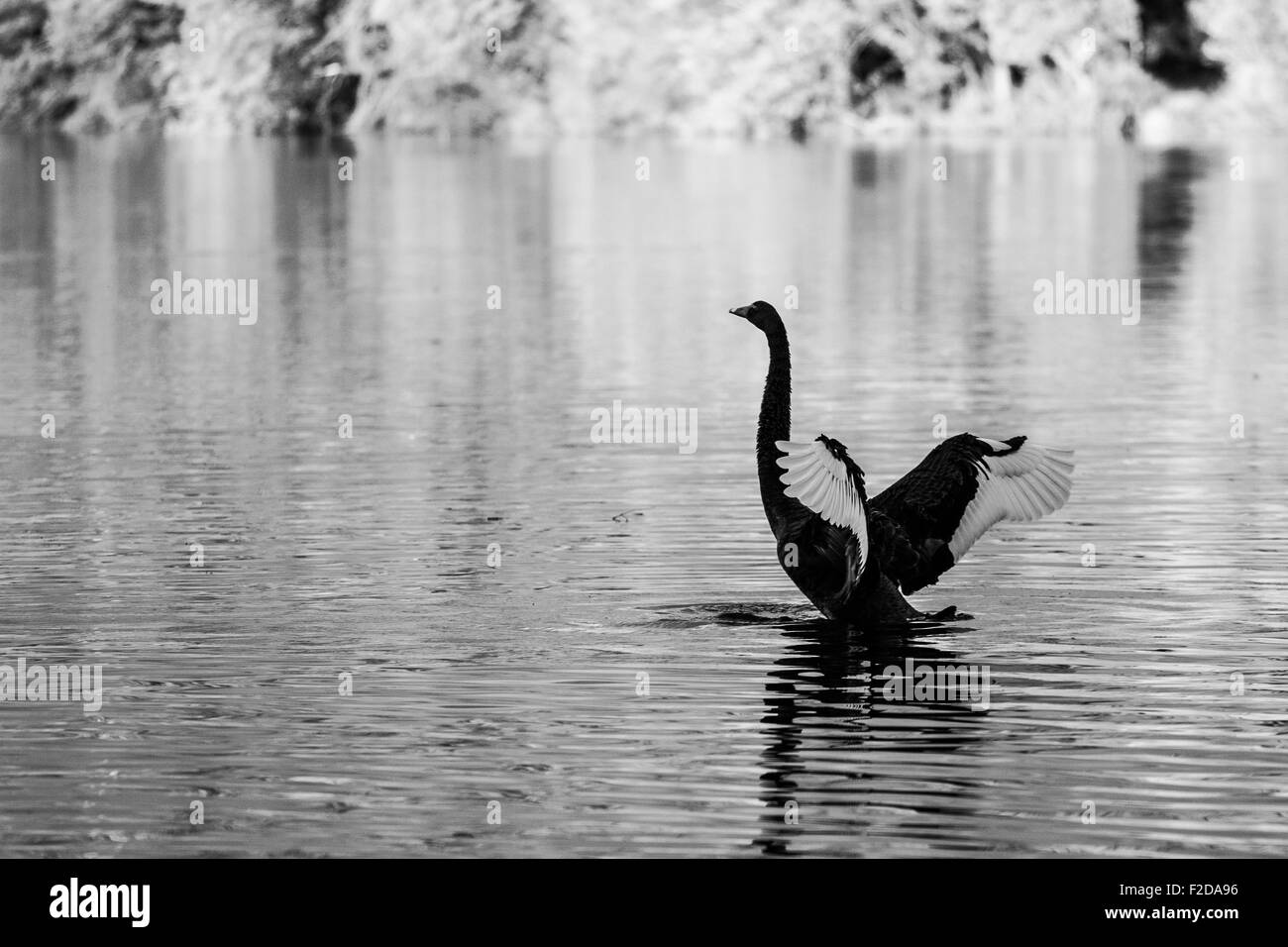 Black Swan extendiendo las alas en el lago Eildon, Australia. Foto de stock