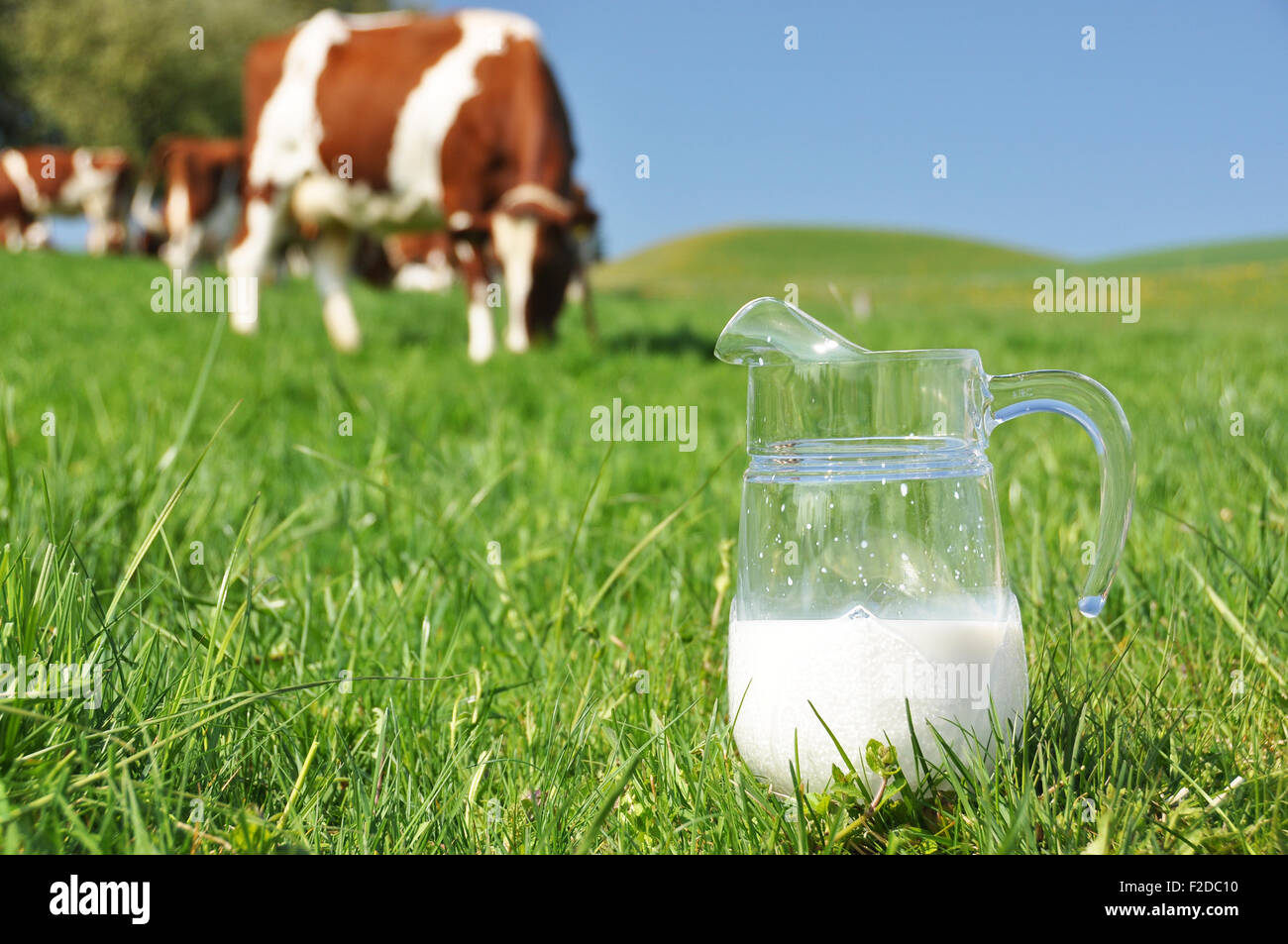 Jarra de leche contra el rebaño de vacas. La región de Emmental, Suiza Foto de stock