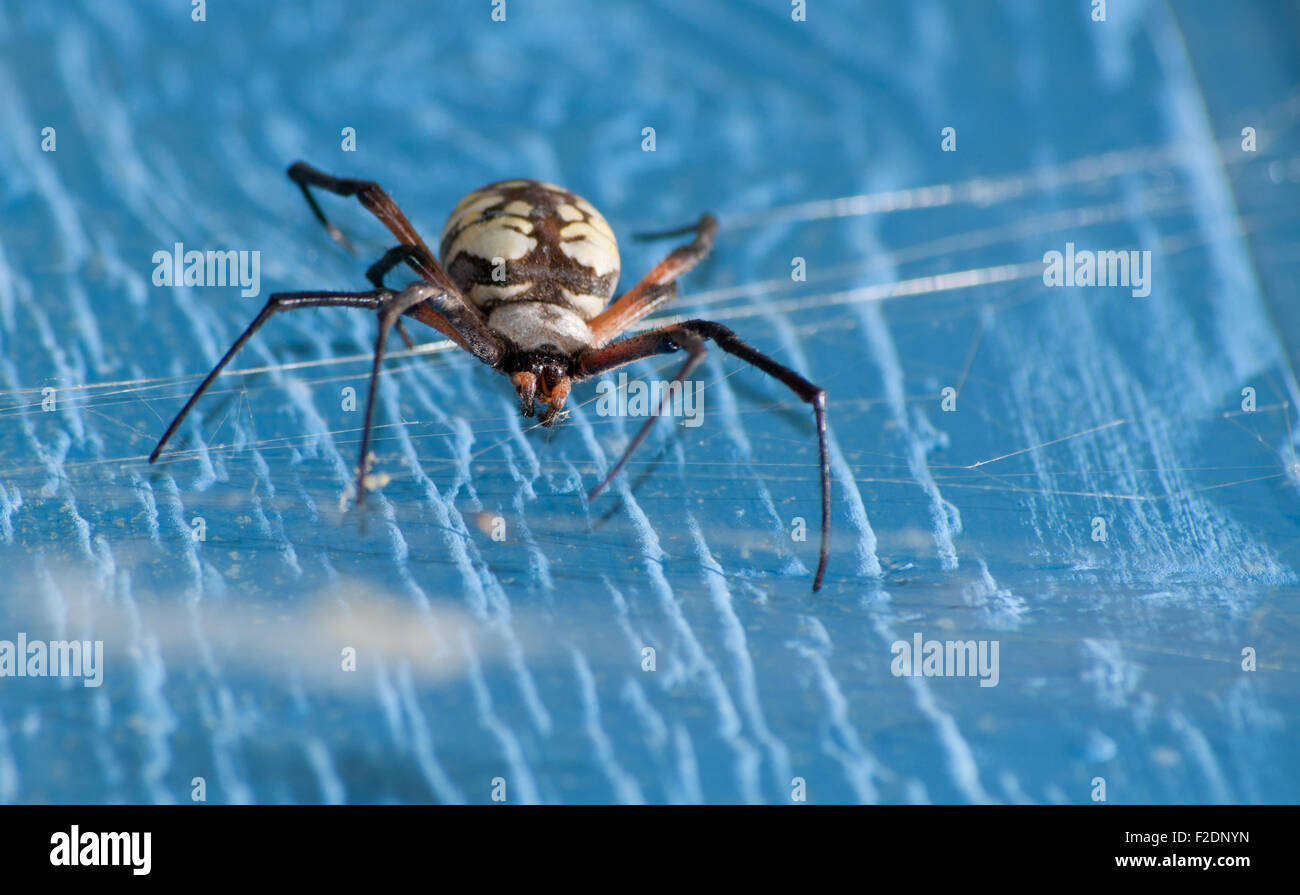 Cerrar imagen de una araña Argiope aurantia colgando en su web en un muro de la granja azul Foto de stock