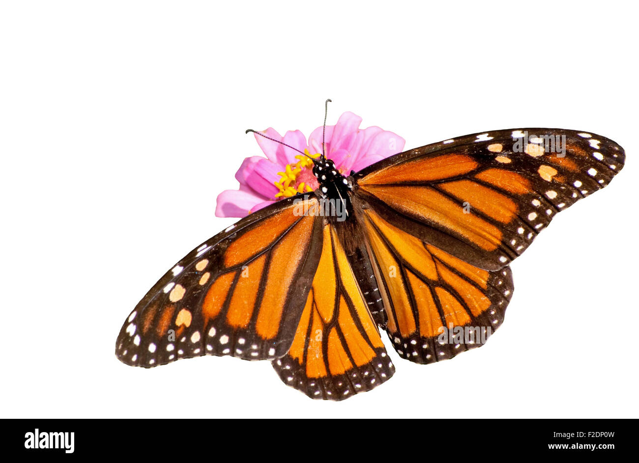 MARIPOSAS! Caja de Memoria de Mariposa Voladora Ecuador