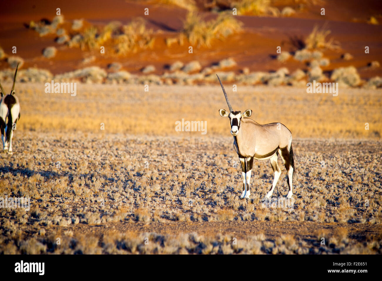 Un cuerno en el desierto gemsbok en Sossusvlei, Namibia, África Foto de stock