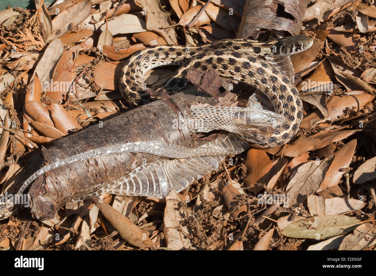 Accidentada Garter Snake (Thamnophis marciano Marciano). Desprendimiento. La corteza exterior del árbol hueco para pelar, quitar la piel vieja. Foto de stock