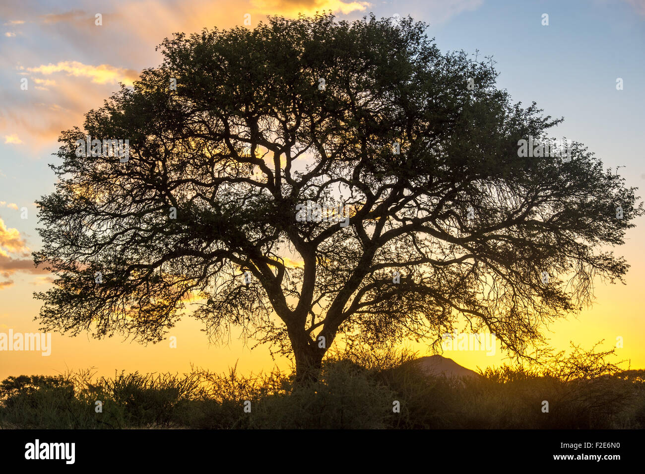 Silueta de árbol por el sol al atardecer en Namibia, África Foto de stock