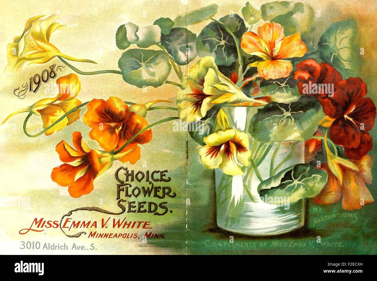 Elección semillas de flores Foto de stock