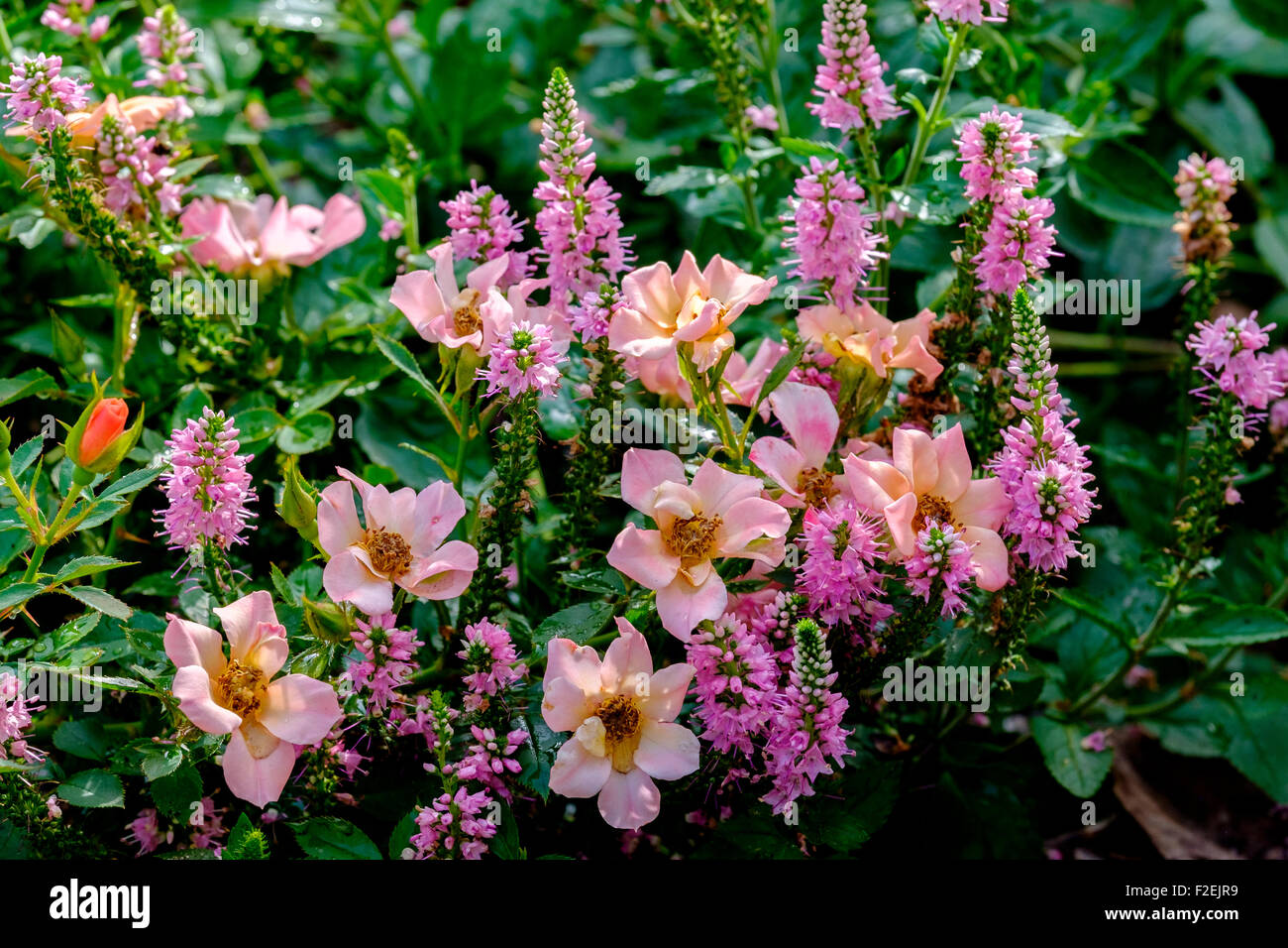 Tapa de tierra rosa,Rosa feliz Chappy, Rosa Interhappy PP19646. Un bajo crecimiento que parece una rosa rosa silvestre. Oklahoma, Estados Unidos. Foto de stock