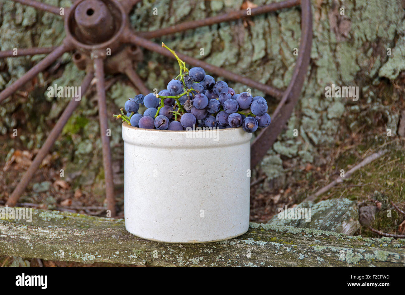 Las uvas maduras en una antigua vasija de barro con Rusty Wagon Wheel. Foto de stock