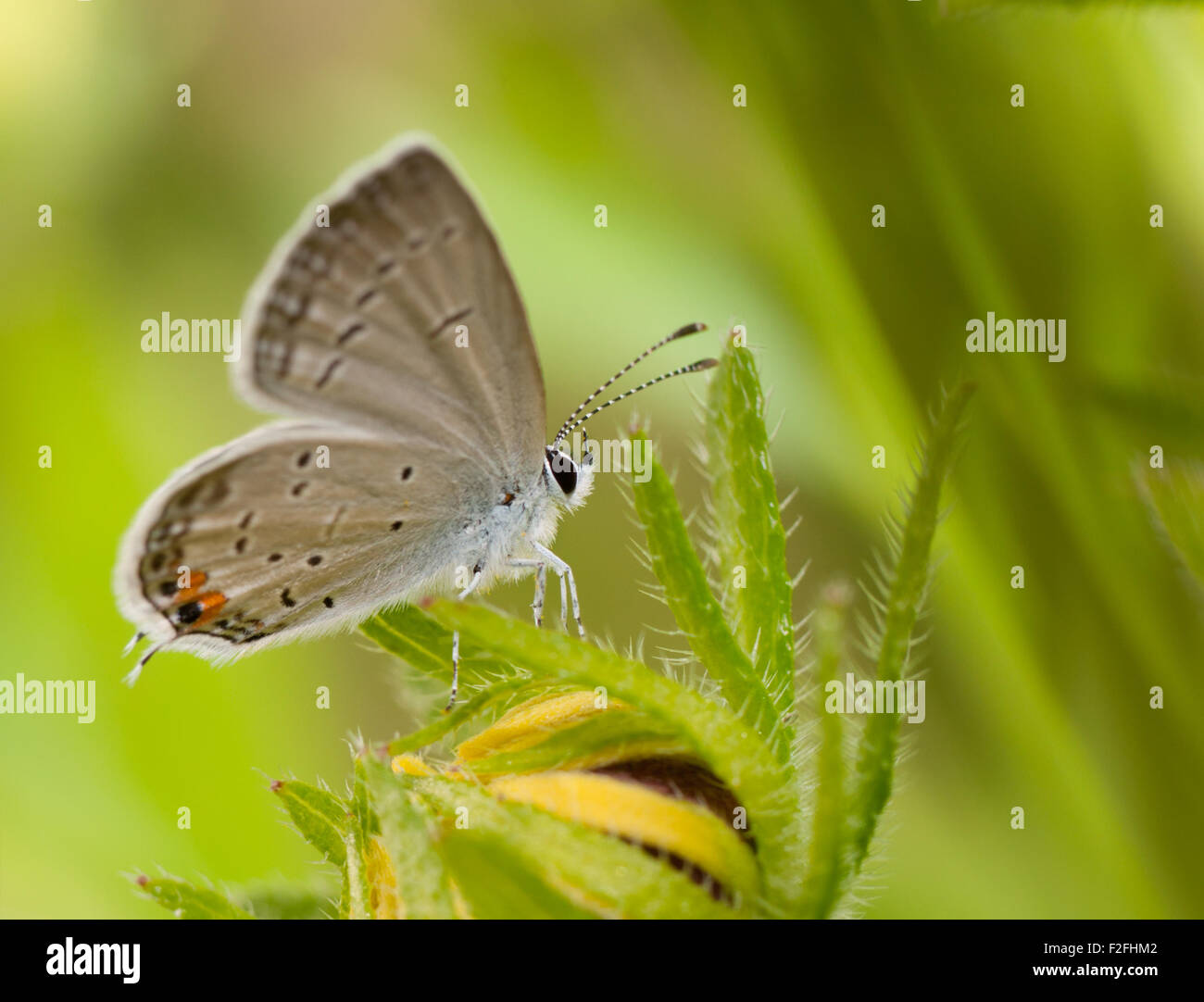 Mariposa, Everes Tailed-Blue oriental comyntas, descansando sobre una flor de verano Black-Eyed Susan contra fondo verde Foto de stock