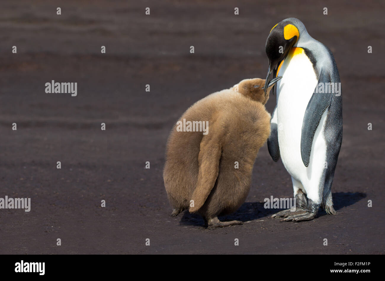 De polluelos de pingüinos rey. Punto de voluntariado, Islas Malvinas. Foto de stock