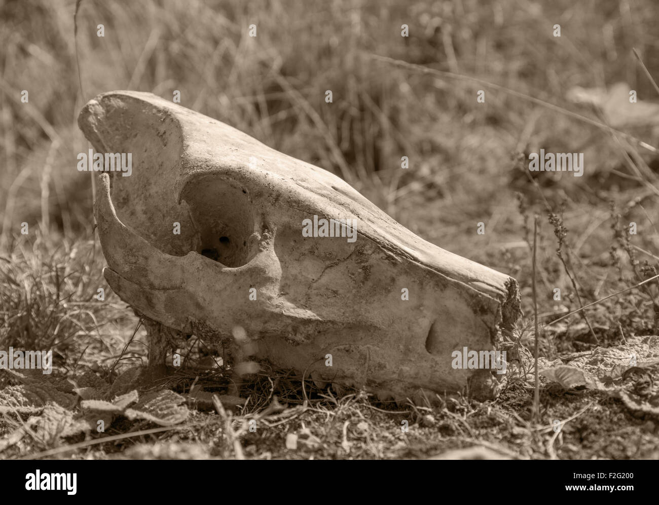 Imagen en tonos cálidos de un cerdo salvaje calavera en suelo de hierba Foto de stock