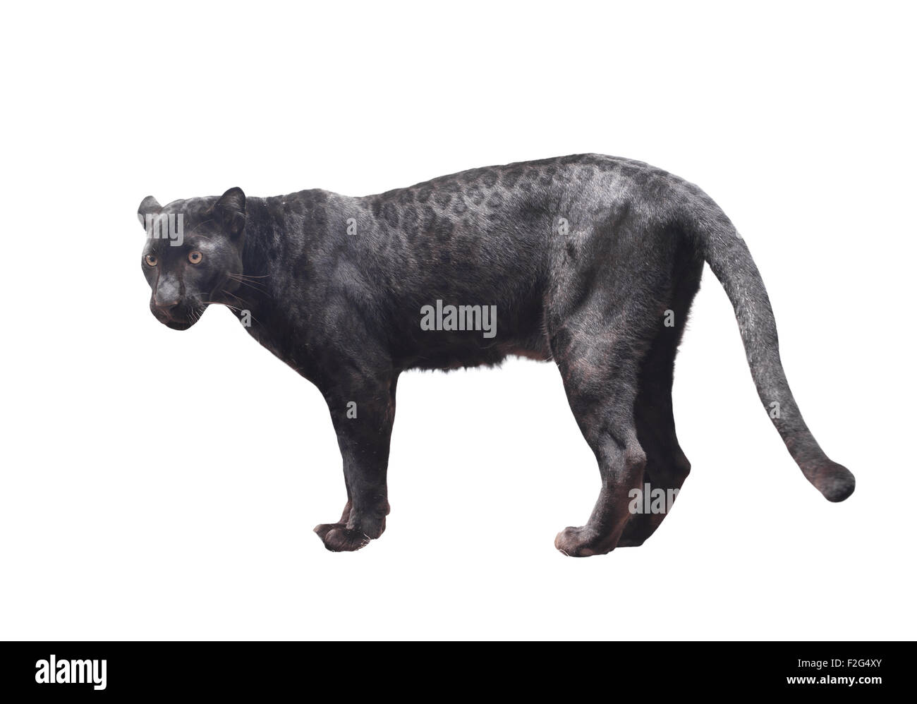 Black Panther aislado sobre fondo blanco. Foto de stock
