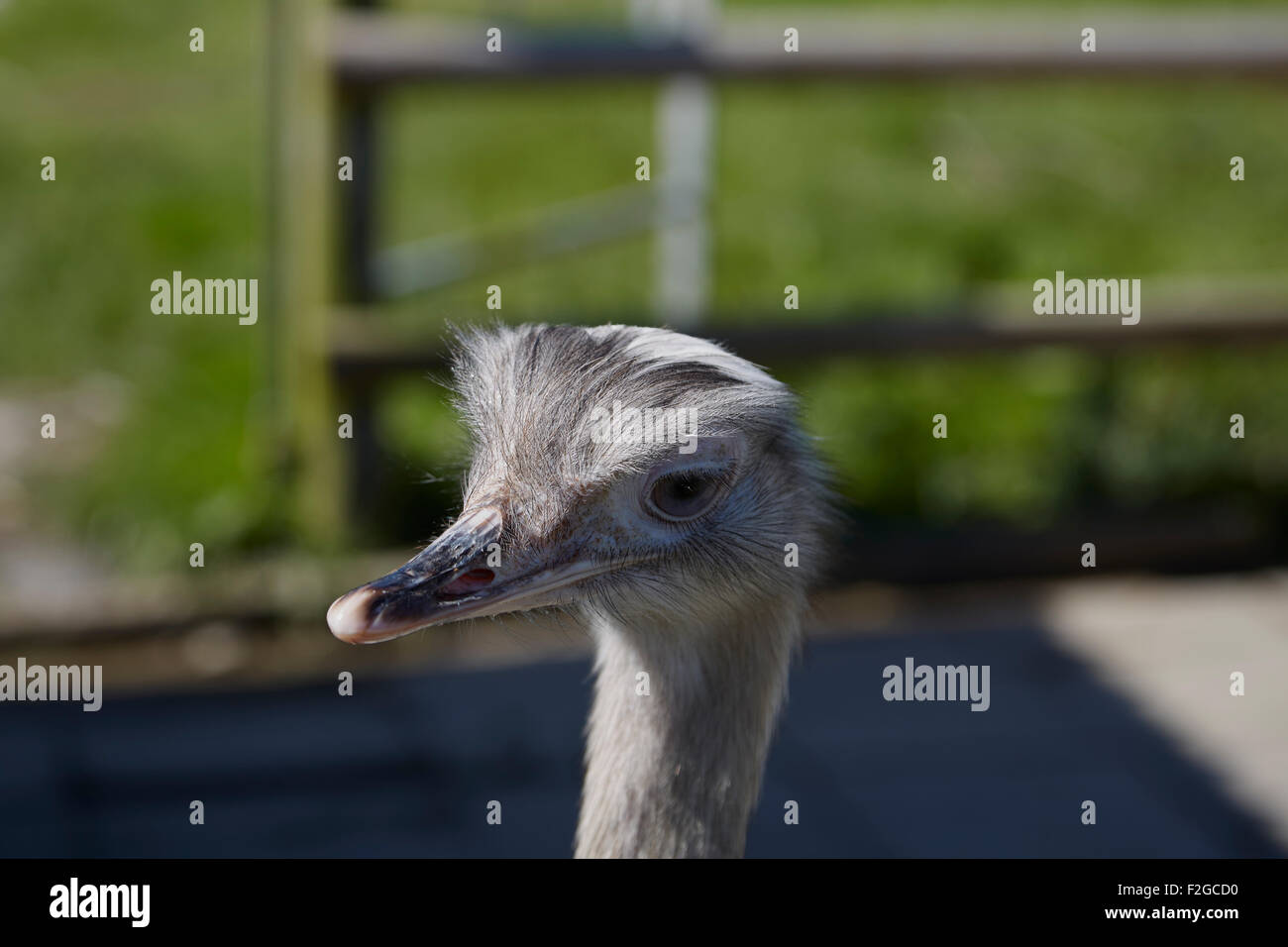 Rhea un primer plano de un ave no voladora de América del Sur. Foto de stock