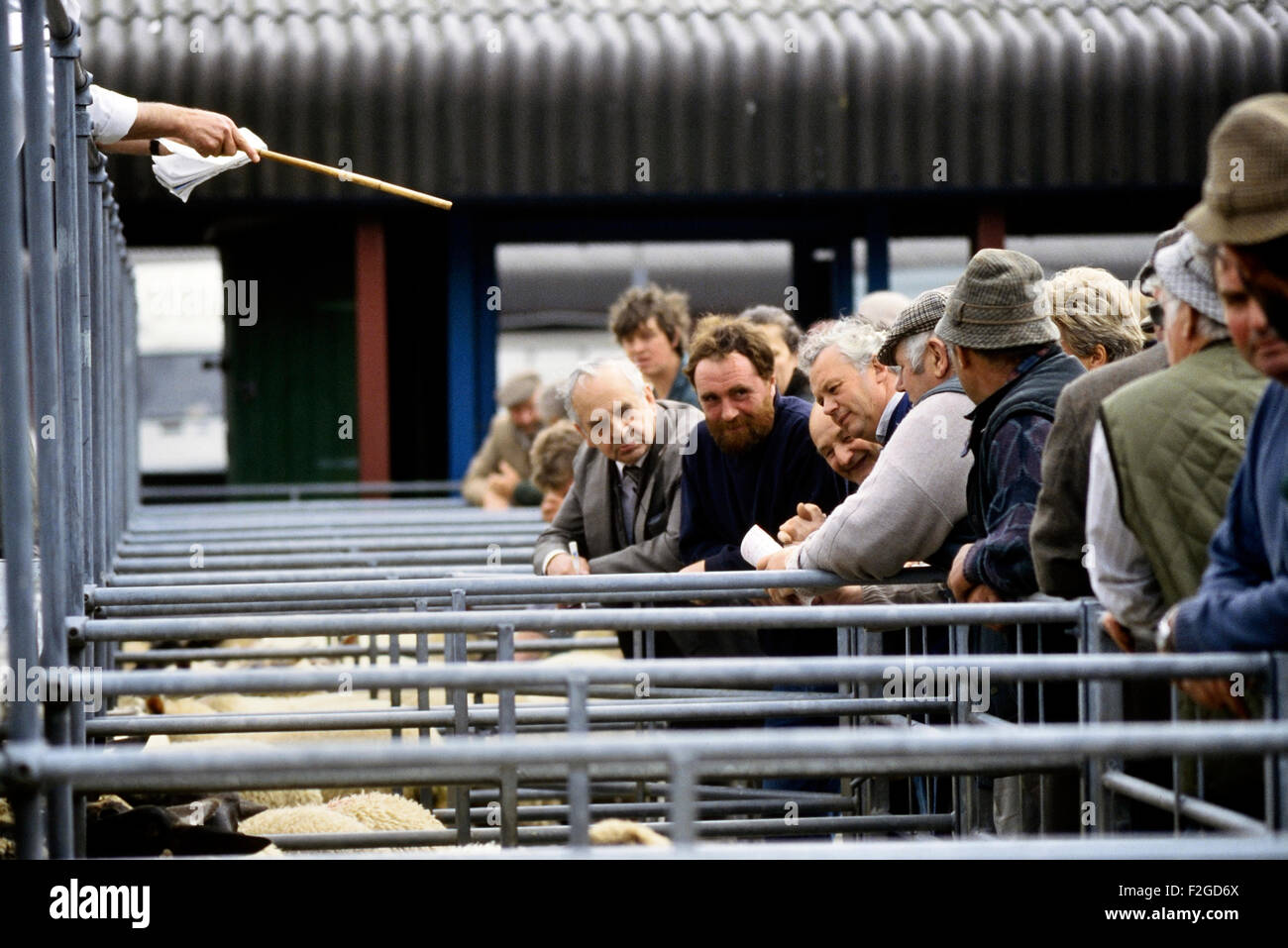 Louth mercado de ganado. Lincolnshire. Inglaterra. UK Foto de stock