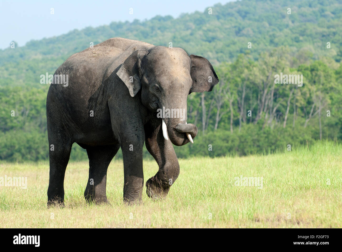 La imagen del elefante asiático (Elephas maximus) fue baleado en el parque nacional de Corbett -la India Foto de stock