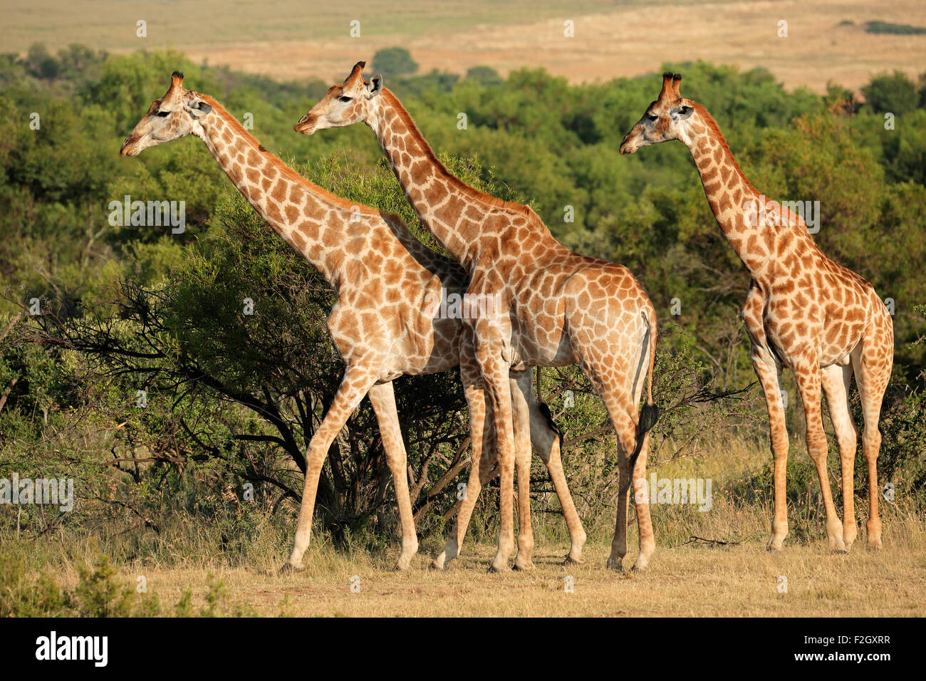 Jirafas (Giraffa camelopardalis) en su hábitat natural, Sudáfrica Foto de stock