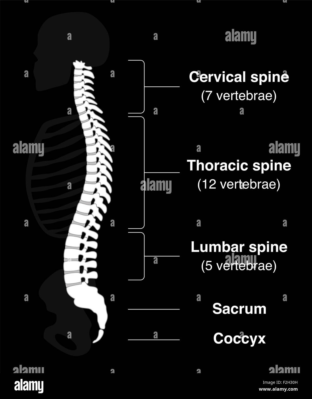 Columna vertebral humana con los nombres de las secciones de la columna vertebral y los números de las vértebras. Foto de stock