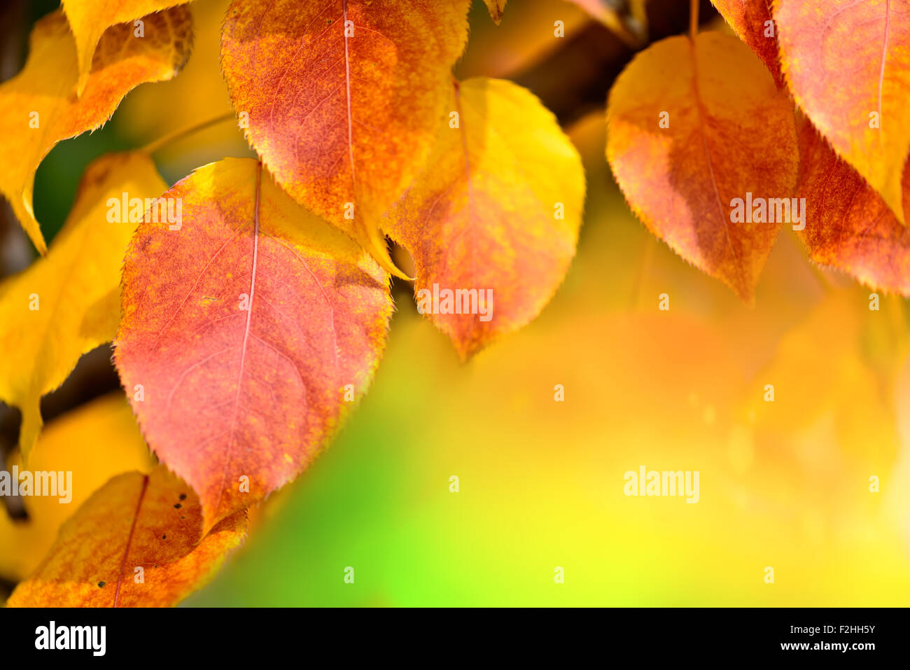Caída hoja de otoño con decoración de fondo para su texto copyspace Foto de stock