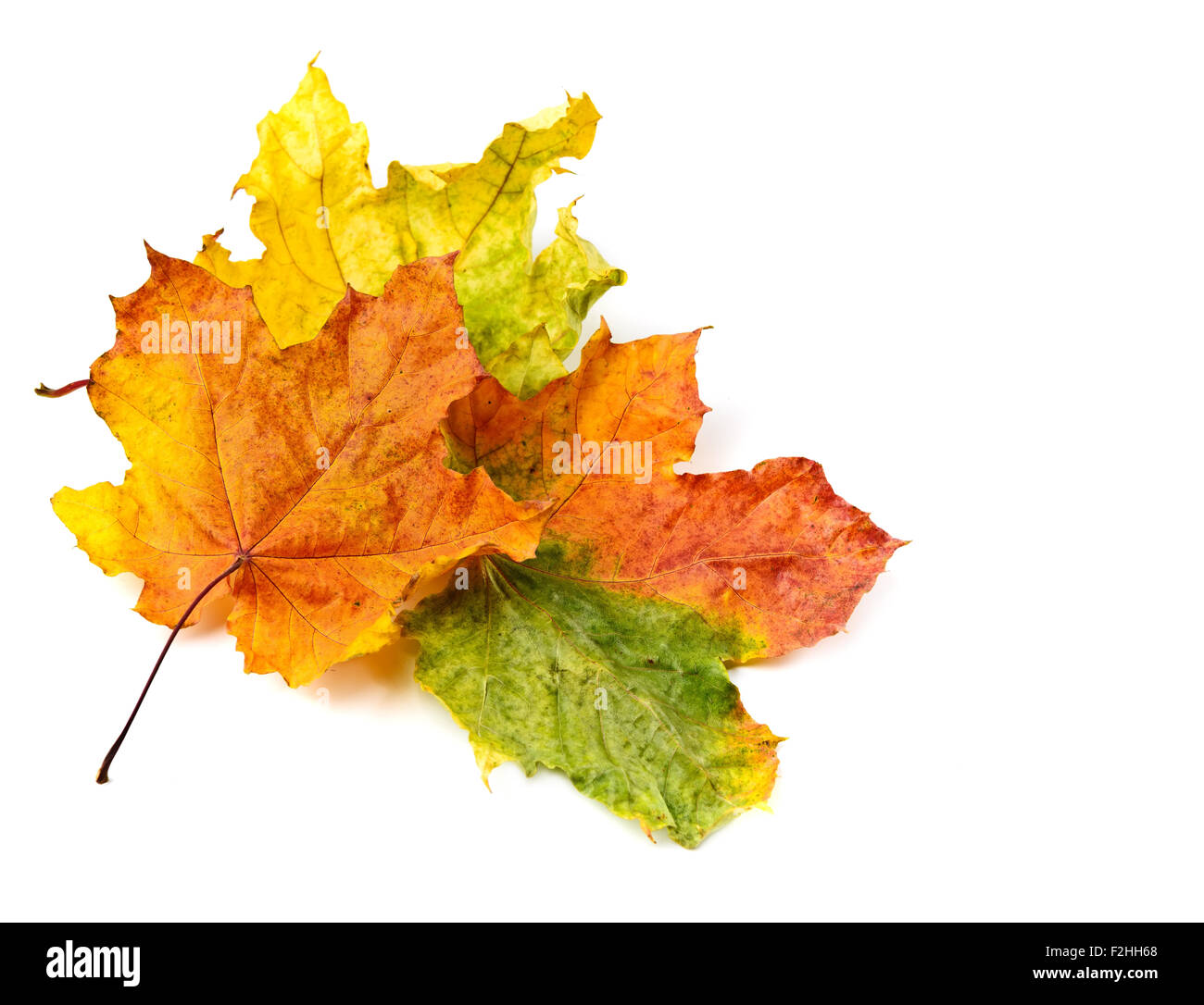 Otoño colorido deja aislado en blanco Foto de stock