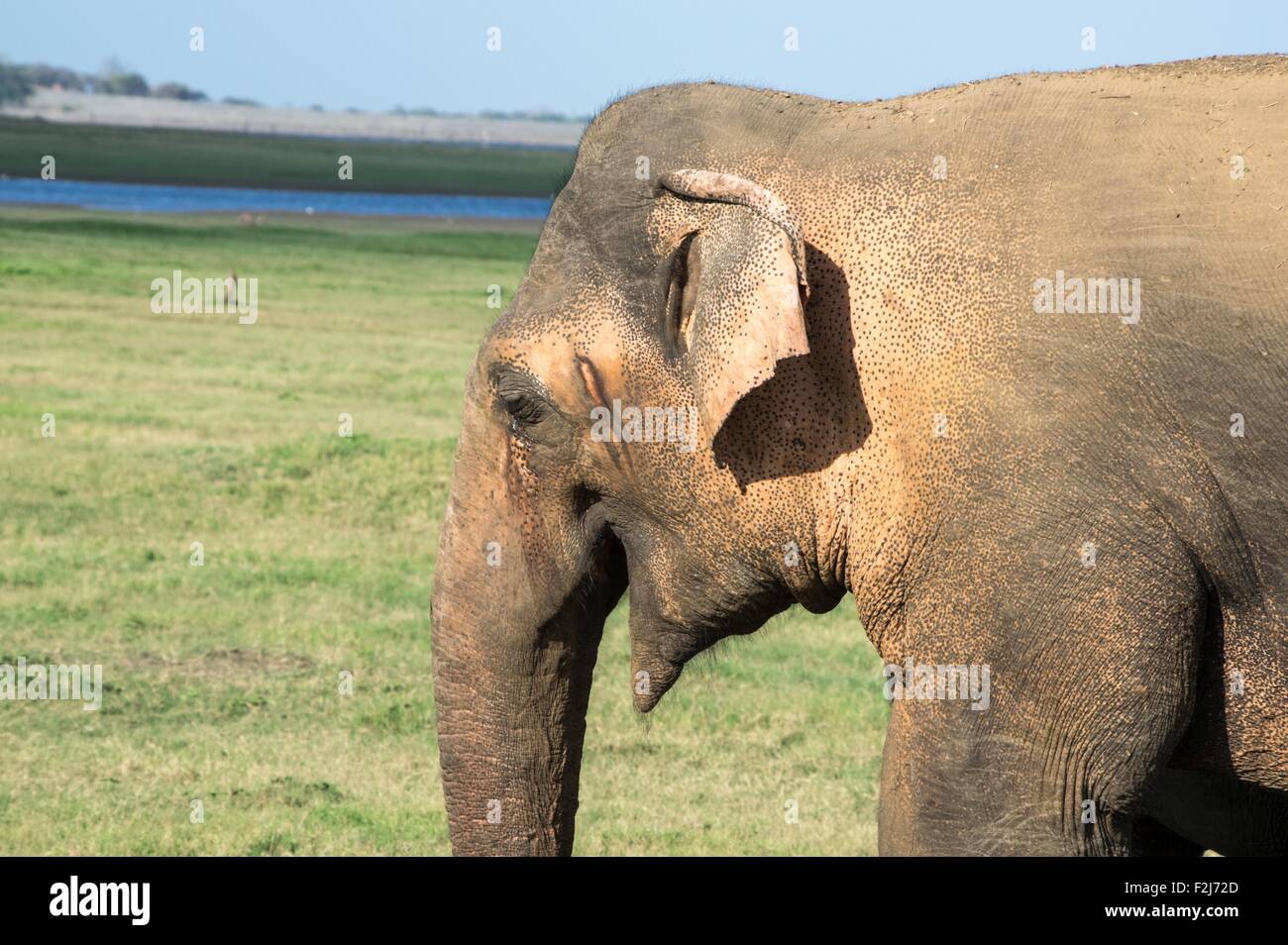 Close-up de un elefante salvaje en Sri Lanka, en el Parque Nacional de Kaudulla Foto de stock