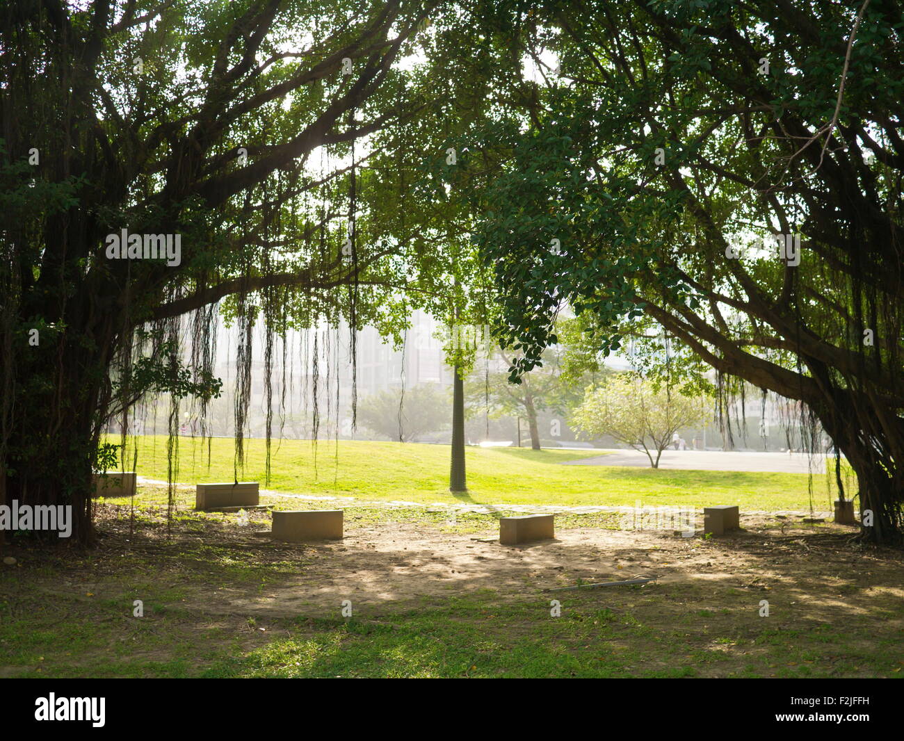 Viejos árboles con raíces aéreas y el tronco en el parque de la ciudad Foto de stock