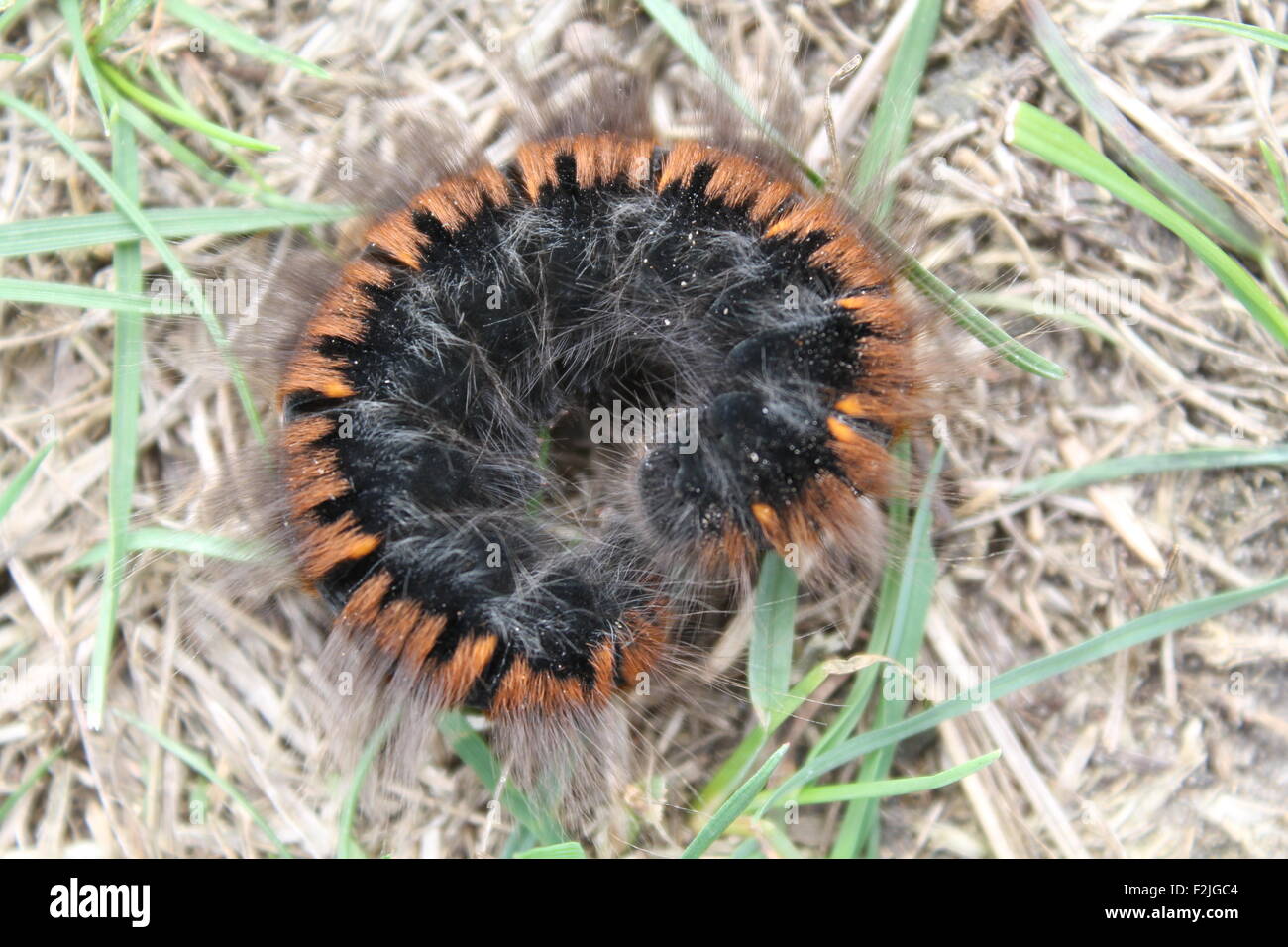 Gran pelaje negro caterpillar con líneas de color naranja en la espalda yacía en curl Foto de stock