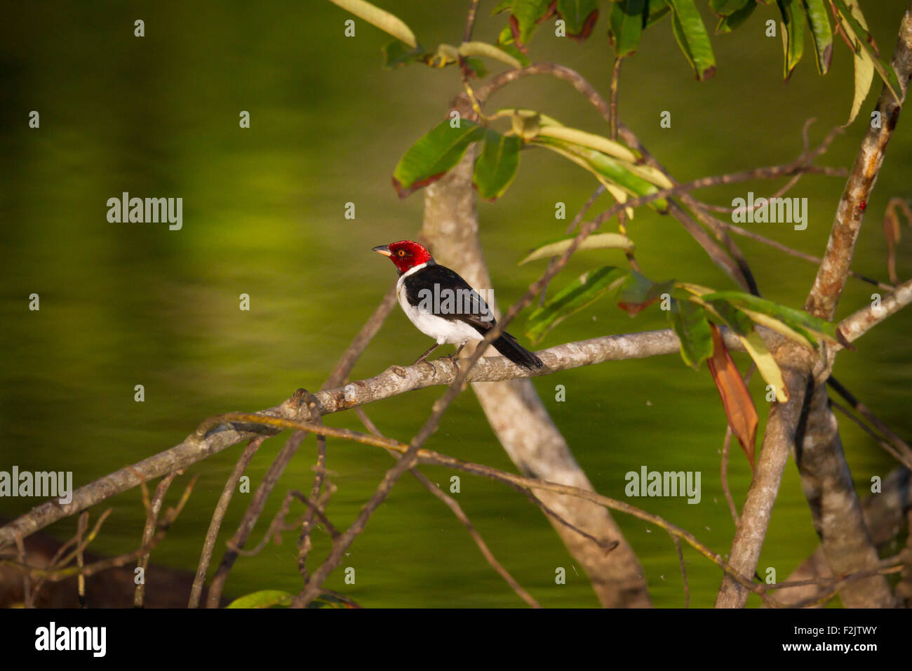 Rojo-capped cardenal o tanager Foto de stock