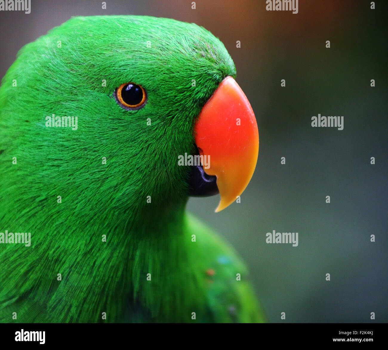 Loro de Eclectus Foto de stock