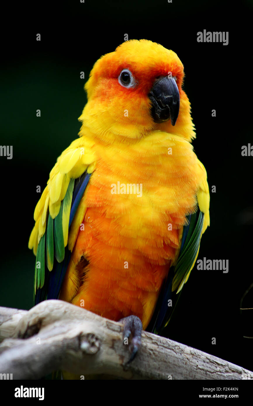 Loro naranja Foto de stock