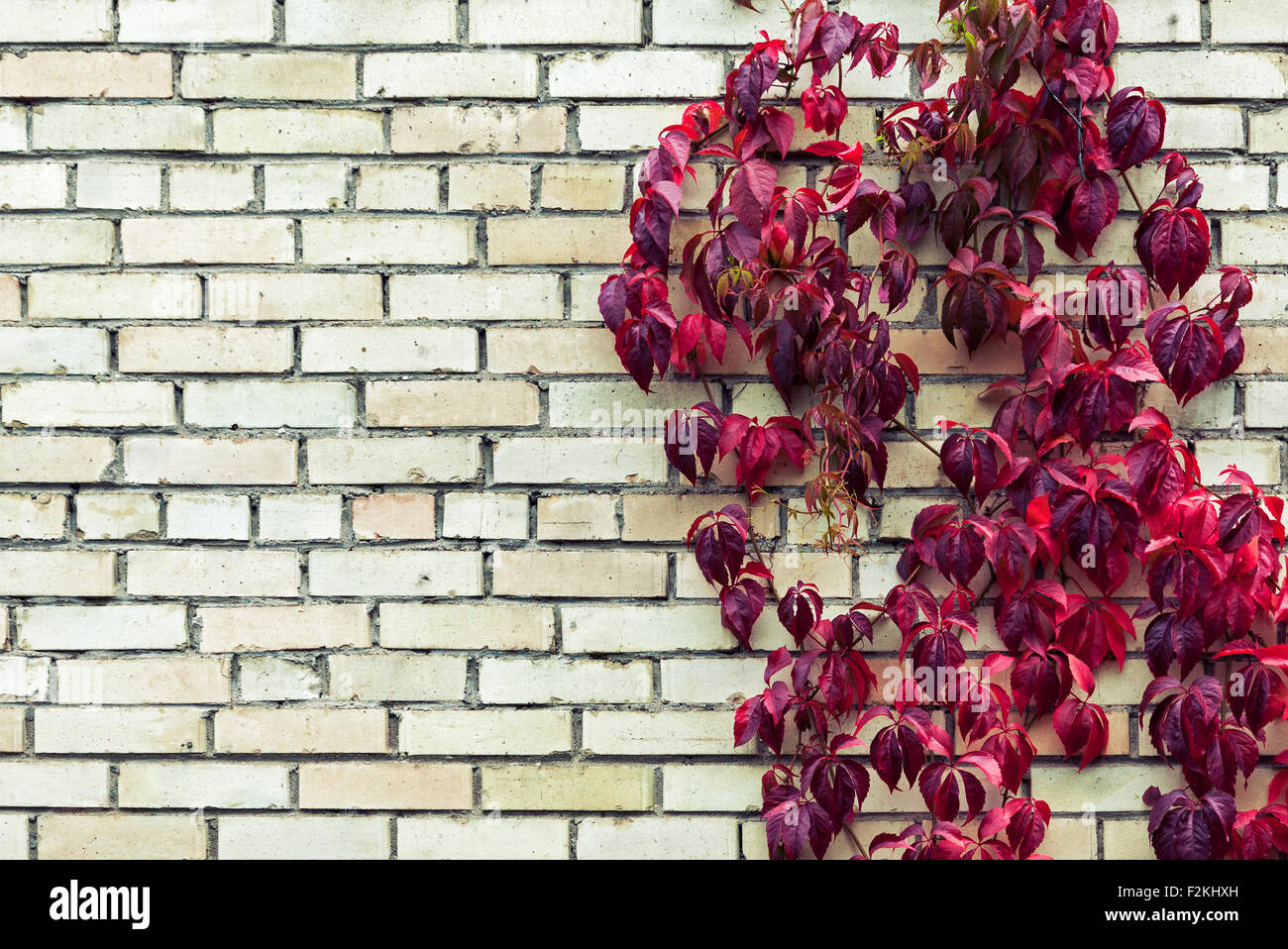 Rojo hojas lentas sobre pared de ladrillo en otoño Foto de stock