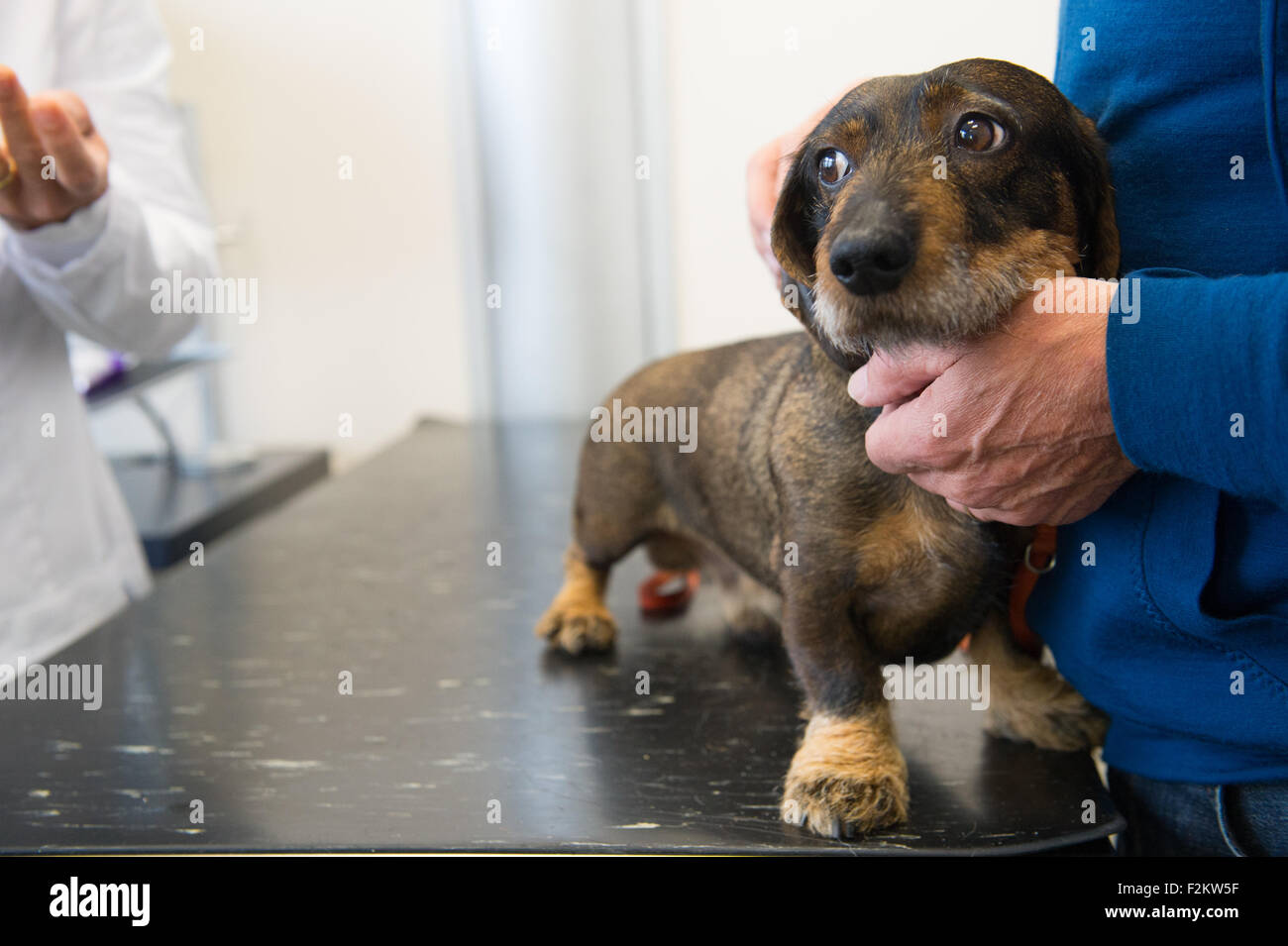 Poco Teckel es tener temor por el veterinario Fotografía de stock - Alamy