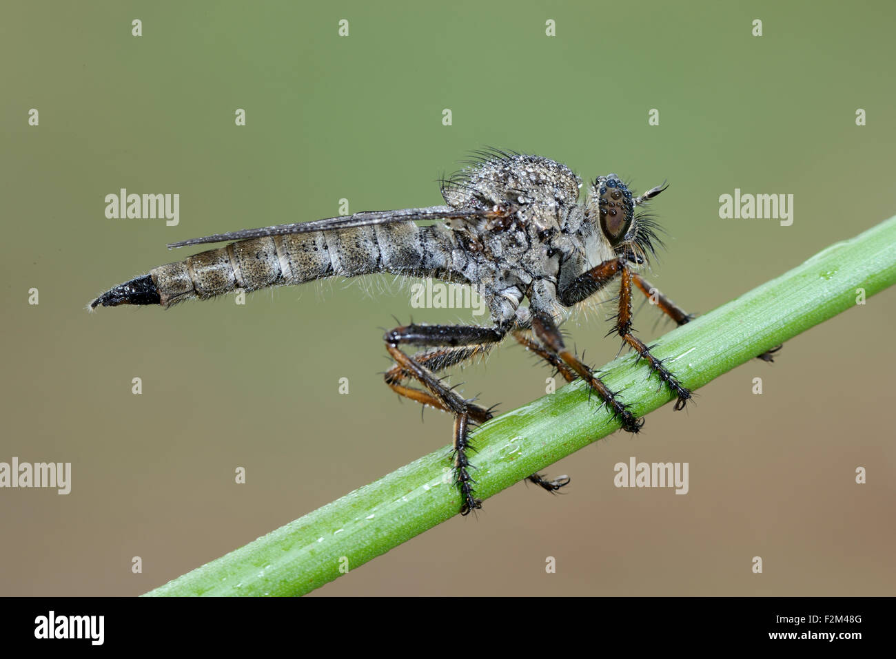 Common awl robberfly fotografías e imágenes de alta resolución Alamy