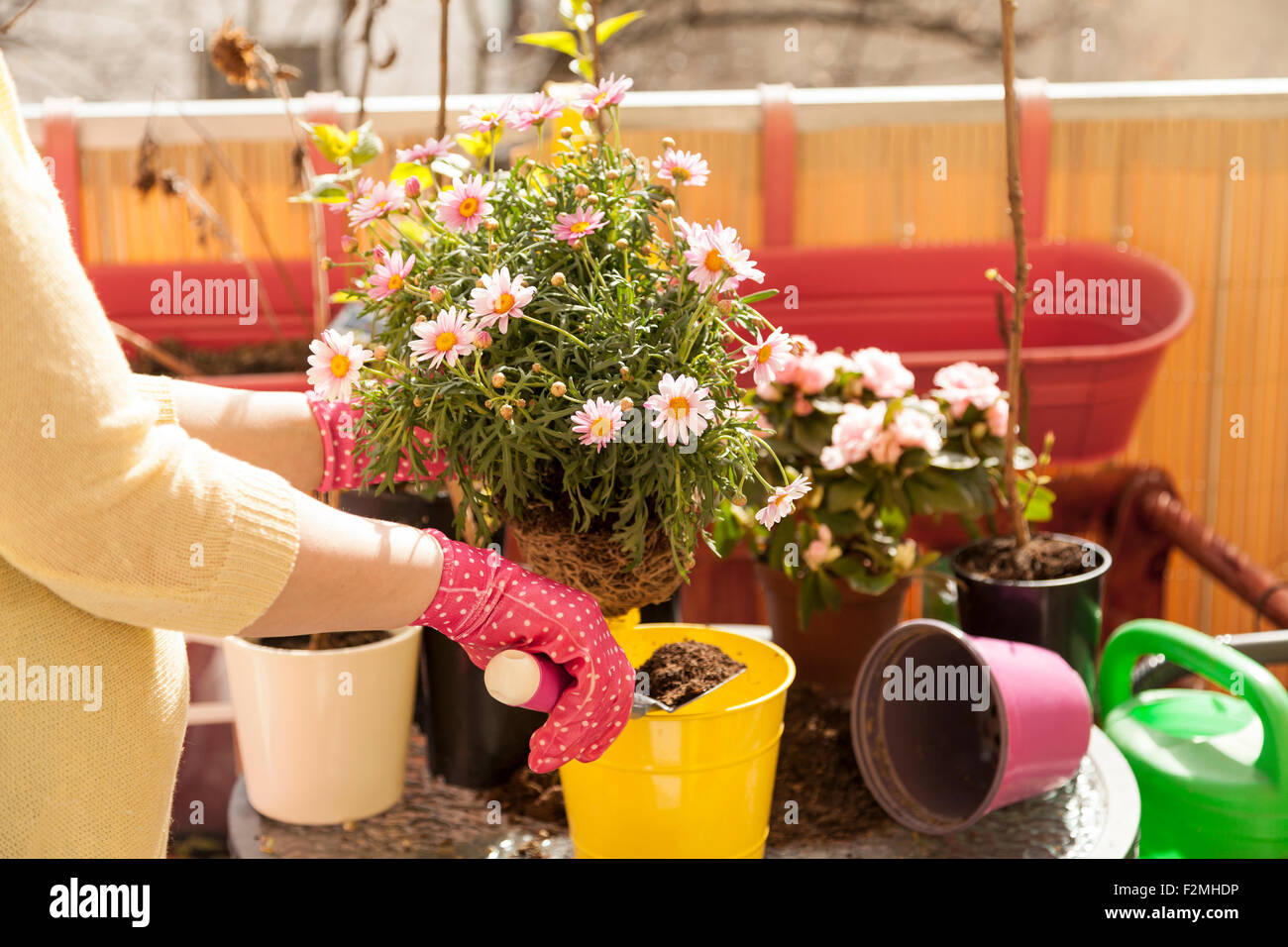 Flores para macetas mujer fotografías e imágenes de alta resolución - Alamy