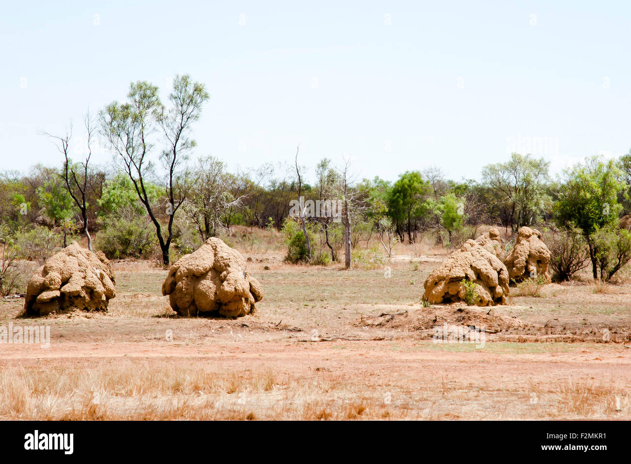 Las termitas - Australia Foto de stock