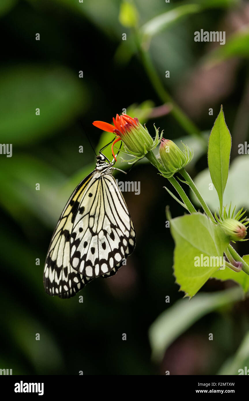 Mariposa ninfa de árbol malabar, idea malabarica Foto de stock