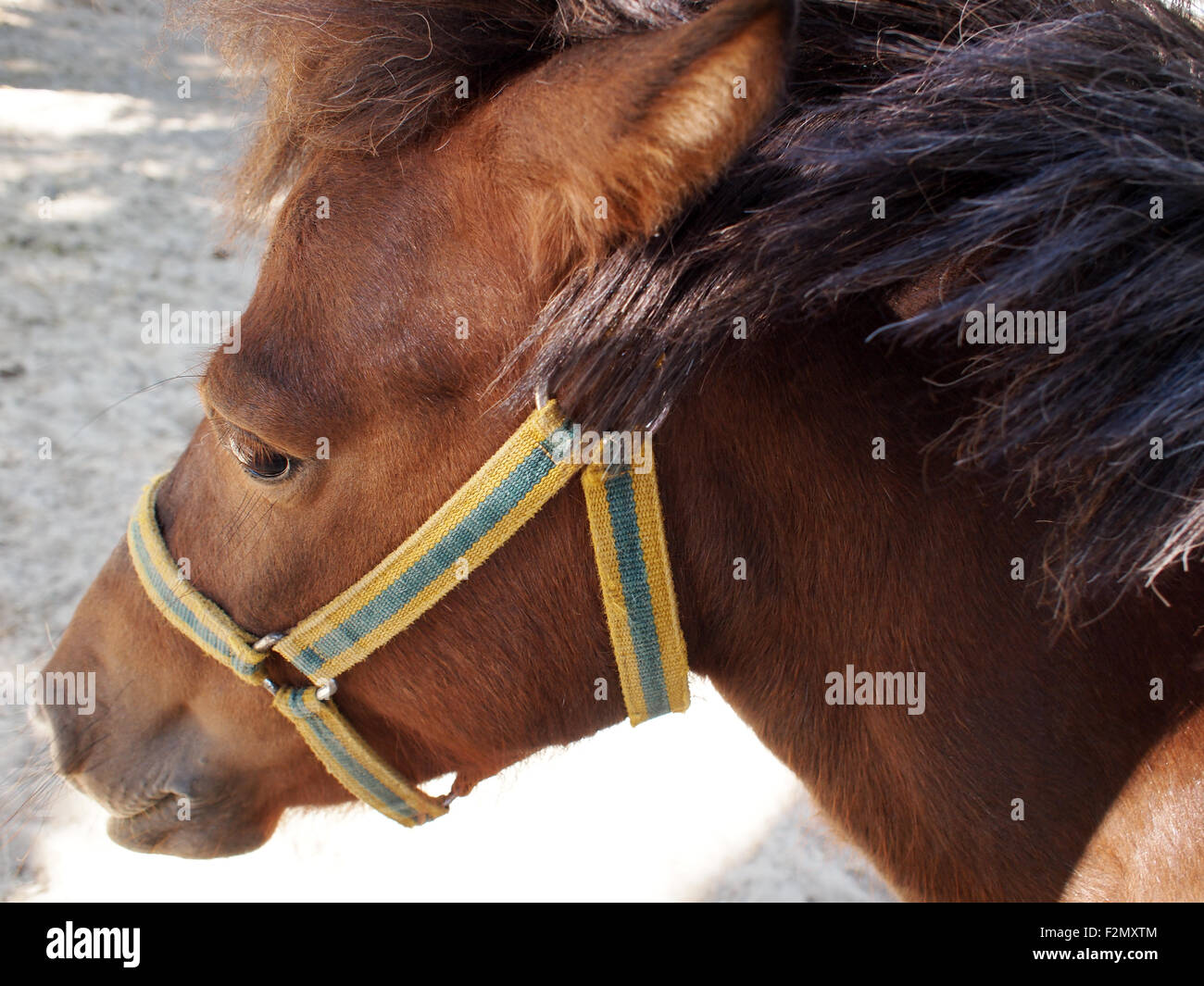 La cabeza de un caballo marrón en un perfil de cerca con profundidad de enfoque y nitidez en los ojos y las pestañas Foto de stock