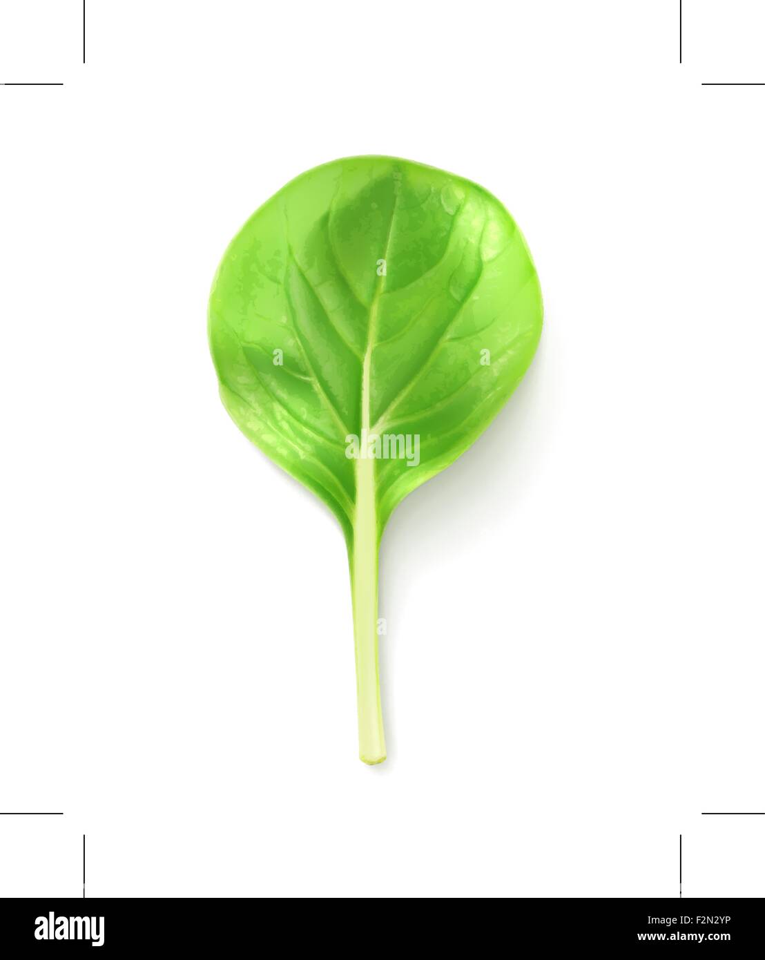 Ensalada de hojas verdes Ilustración del Vector