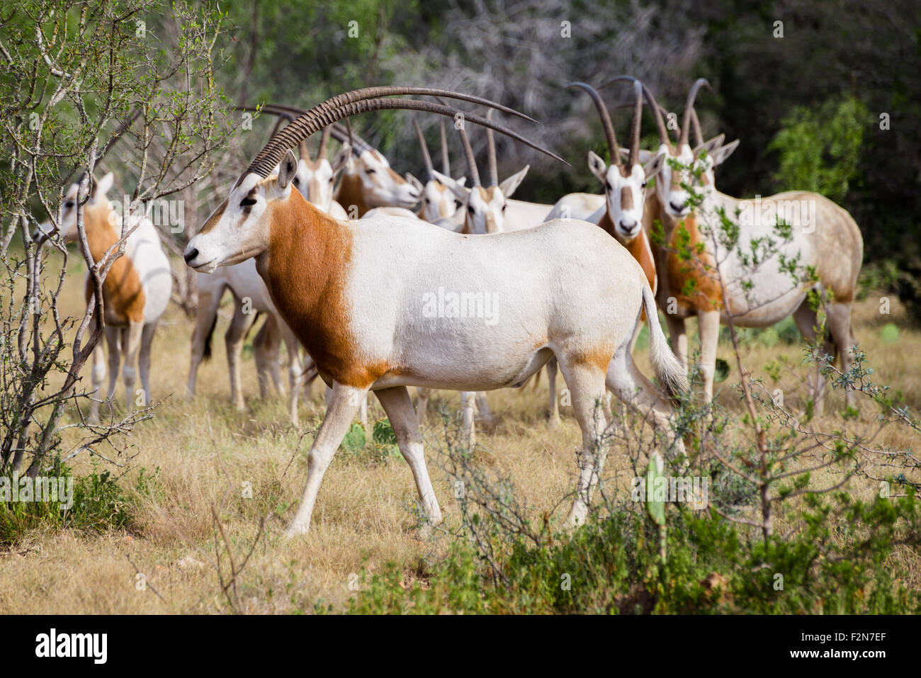Wild cimitarra Oryx Cornuda Bull caminando a la izquierda delante de la manada. Estos animales se extinguieron en sus tierras nativas de Afri Foto de stock