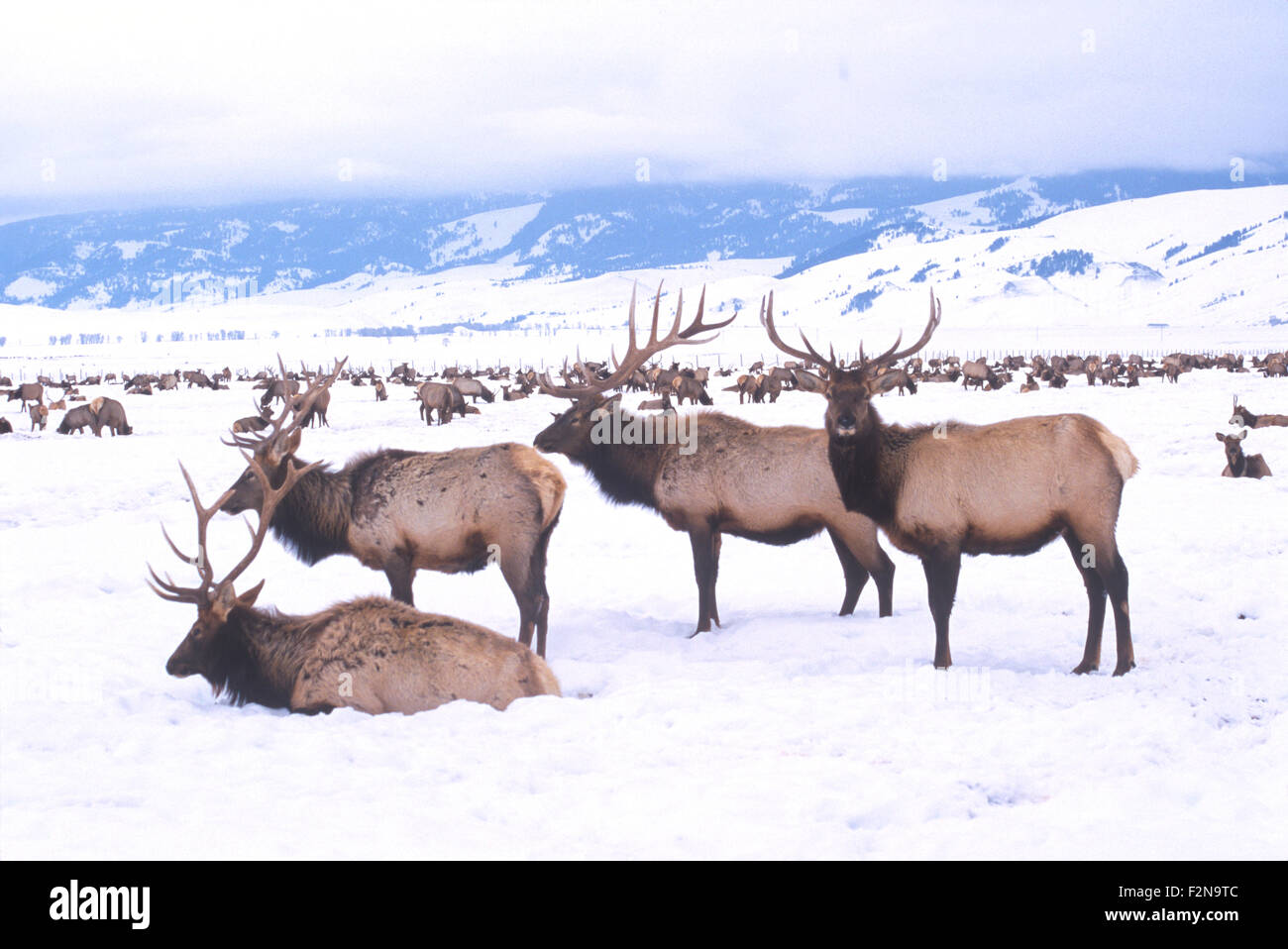 El Elk Refugio Nacional proporciona un terreno de alimentación invernal para casi 10.000 elk Jackson Hole, Wyoming, Estados Unidos. Foto de stock