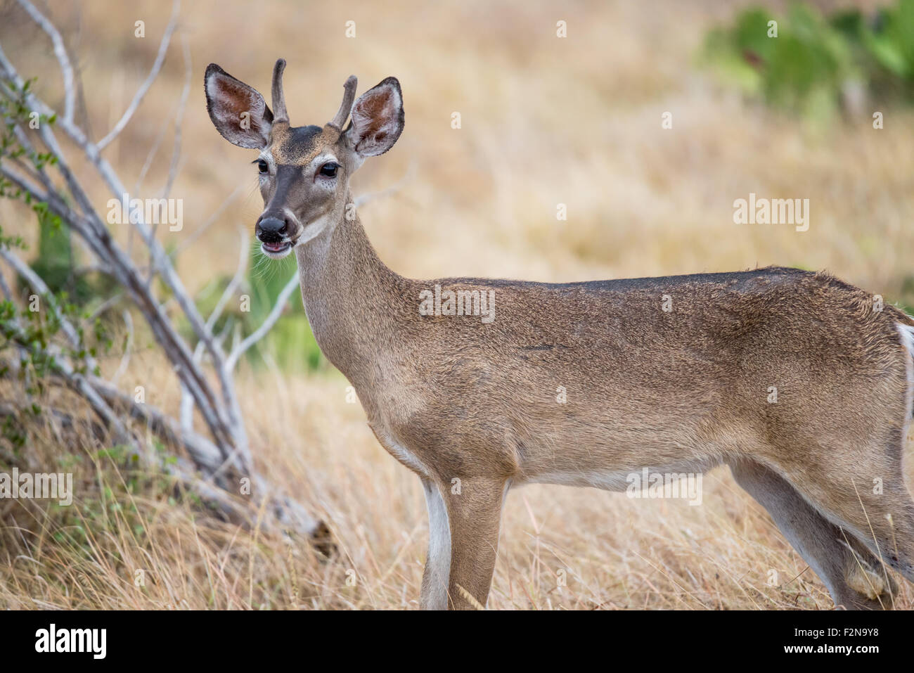 South Texas Yearling Buck spike de pie en un campo hacia la izquierda Foto de stock