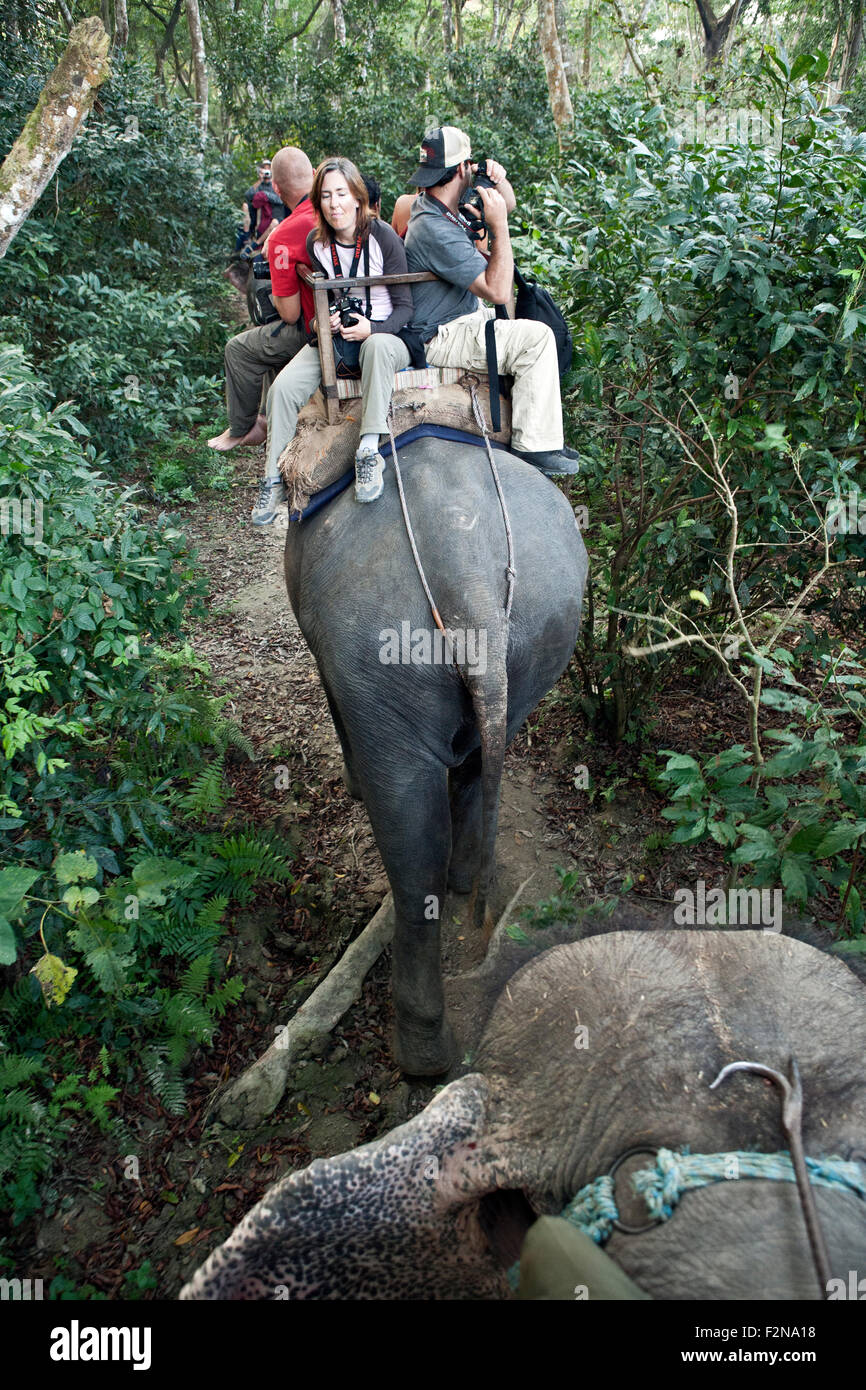 Los paseos en elefante son una de las principales atracciones de Chitwan en el Real Parque Nacional de Chitwan en Nepal Foto de stock