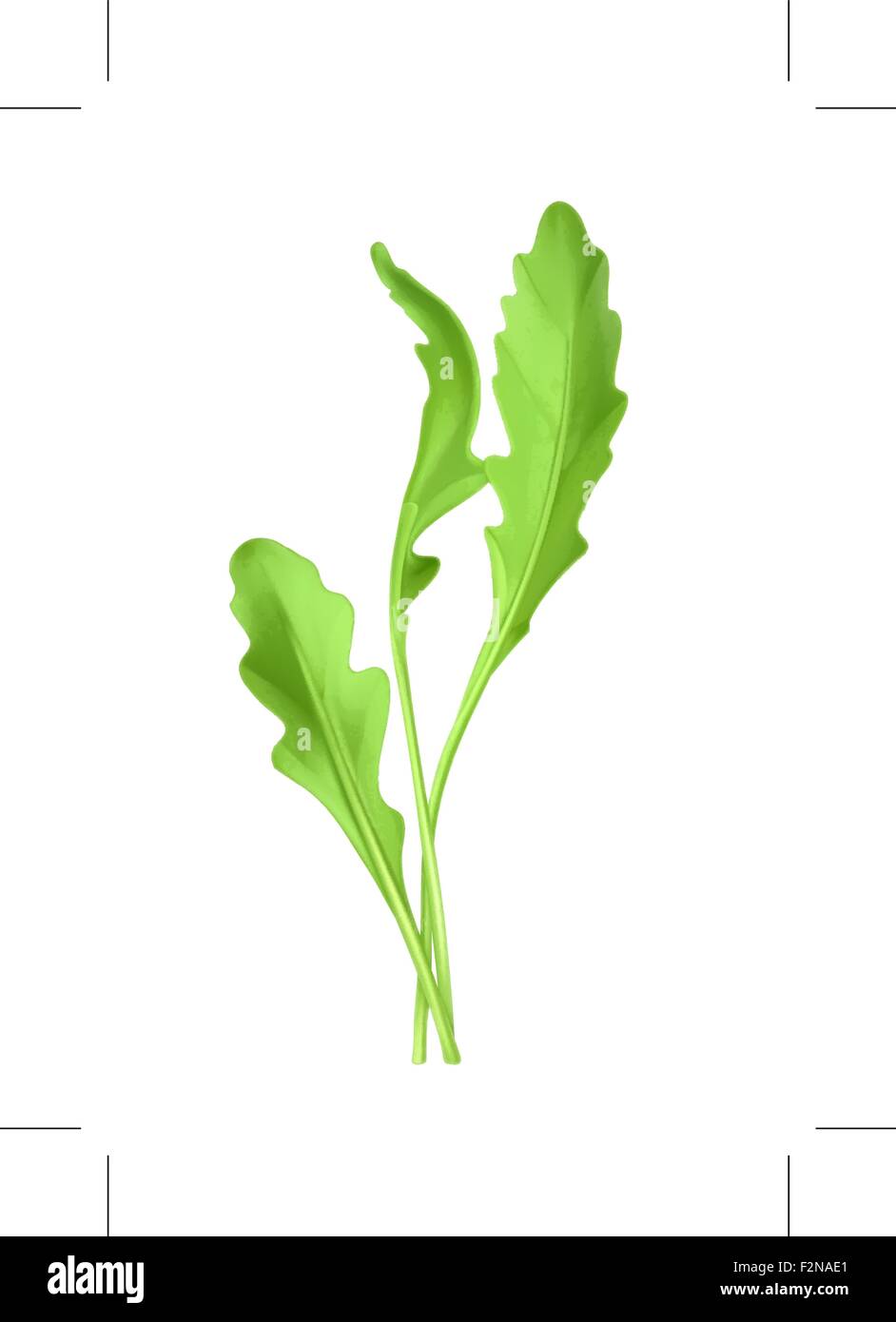 Salad Rocket, ilustración vectorial Ilustración del Vector