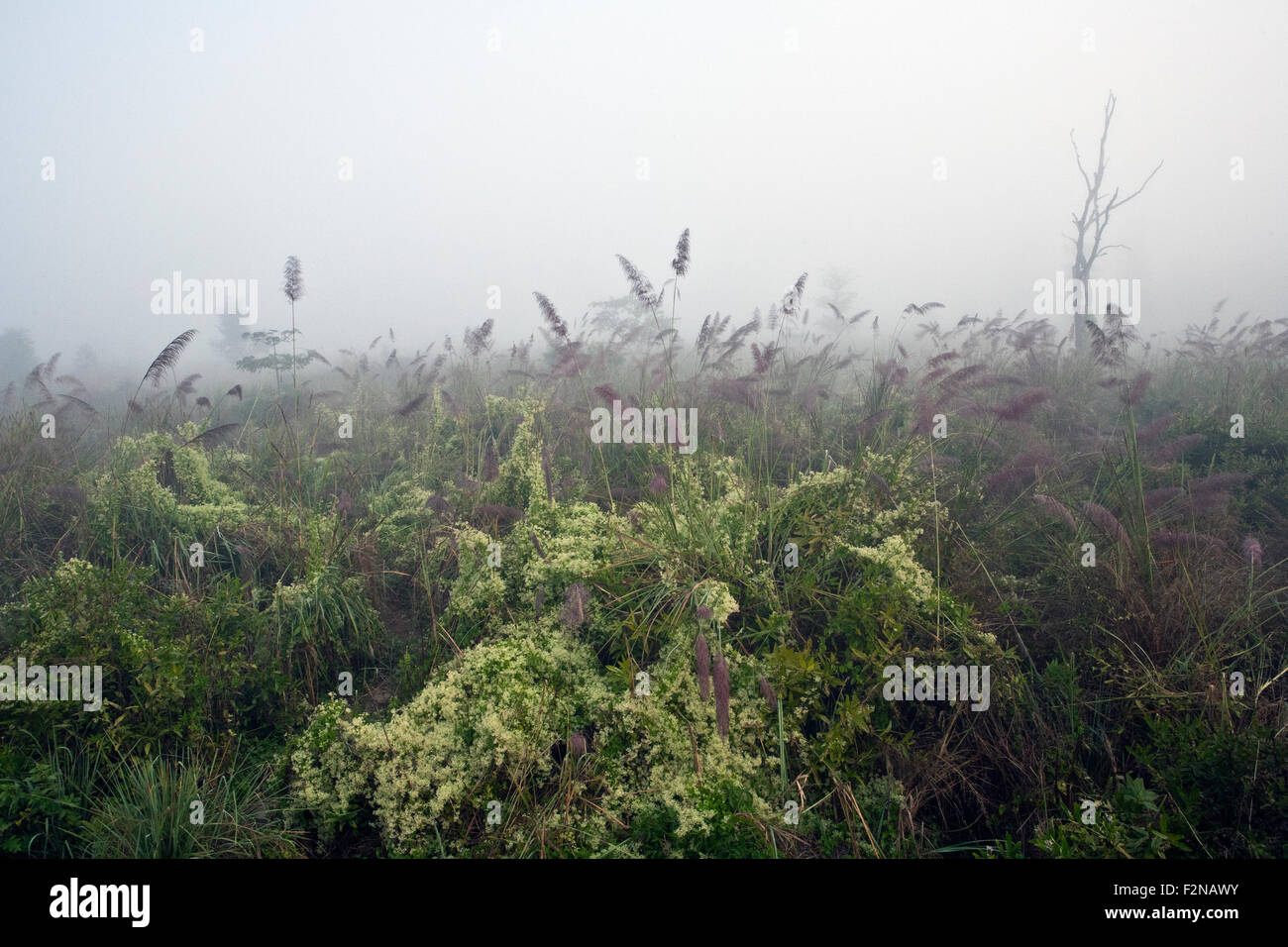 Niebla por la mañana en el Real Parque Nacional de Chitwan Sauraha Nepal Foto de stock