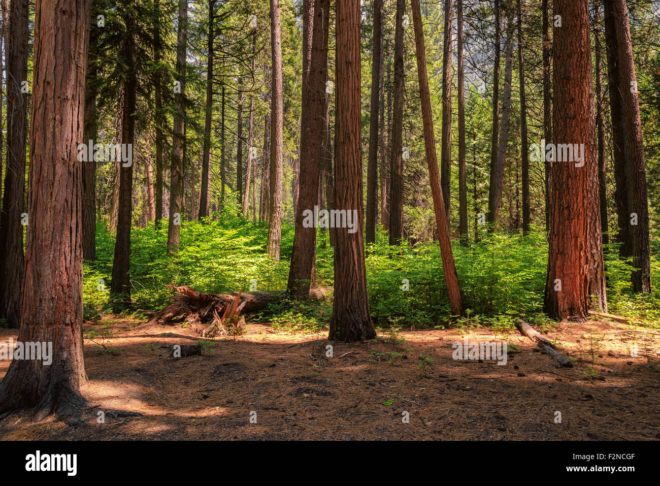 Los famosos árboles Sequoia están de pie en el Parque Nacional Yosemite, montañas de Sierra Nevada de California Foto de stock
