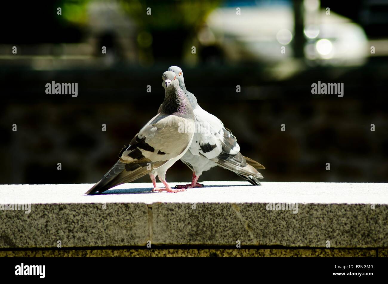 Dos palomas mirando con un mal aspecto Foto de stock