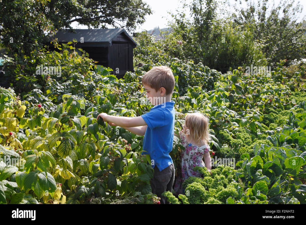 Niña (2 años) recogiendo frambuesas junto con su hermano (6 años), en la adjudicación. Bristol. En el Reino Unido. Foto de stock