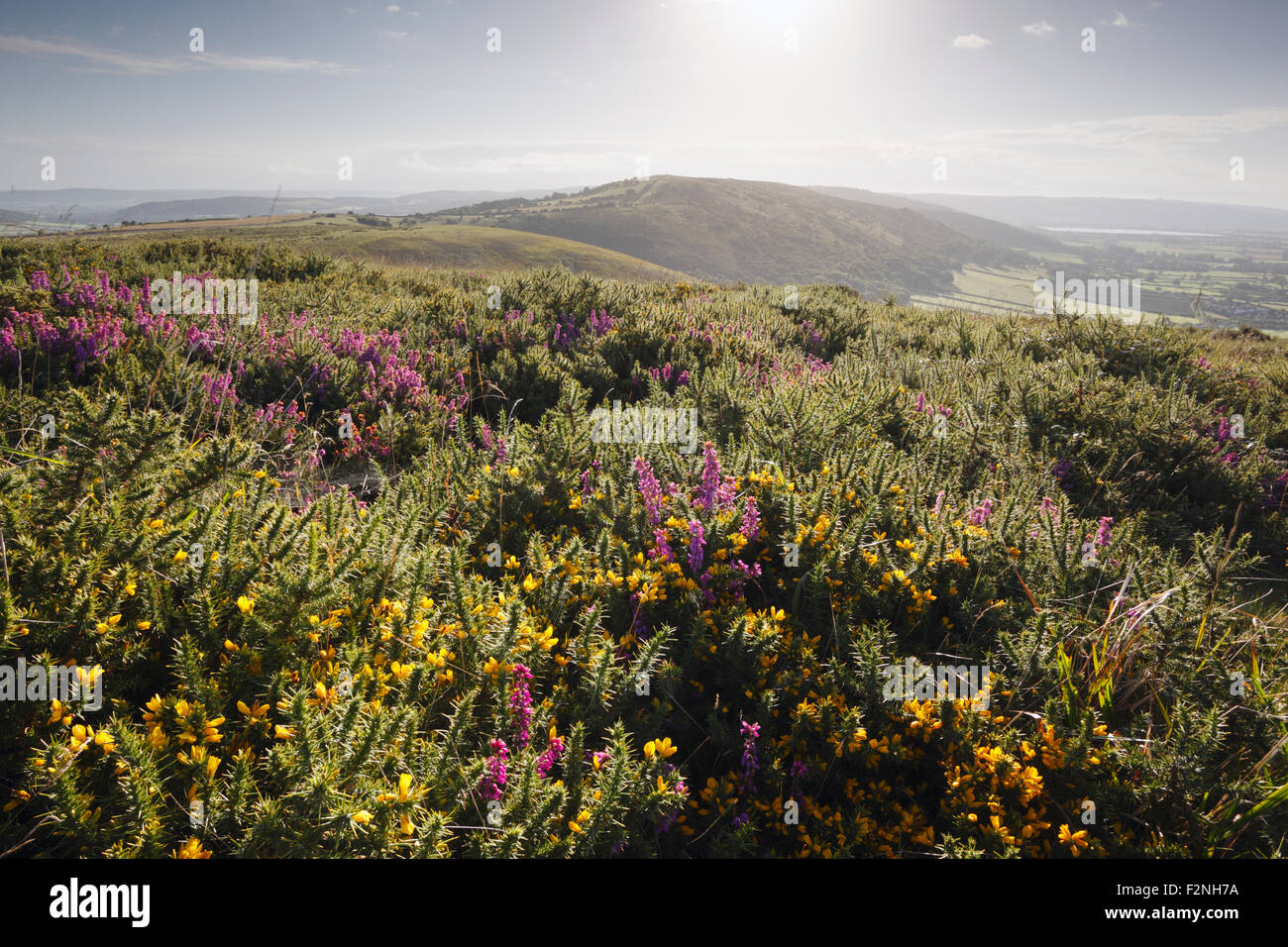 Brezo y retamas en Crook pico. Las Mendip Hills. Somerset. En el Reino Unido. Foto de stock