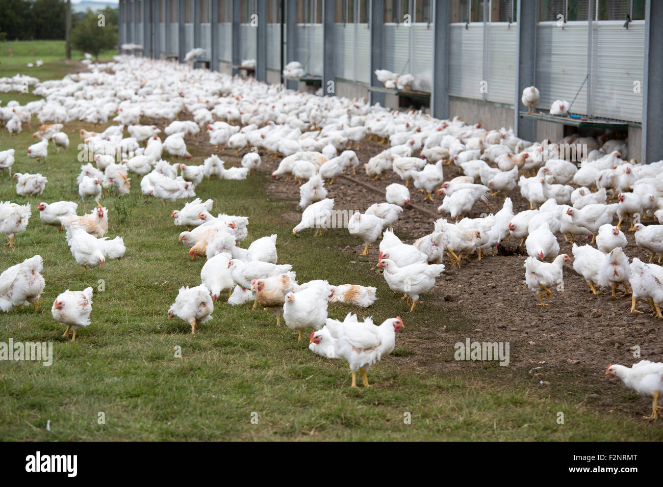 Free Range en una granja de pollos en Lincolnshire Foto de stock