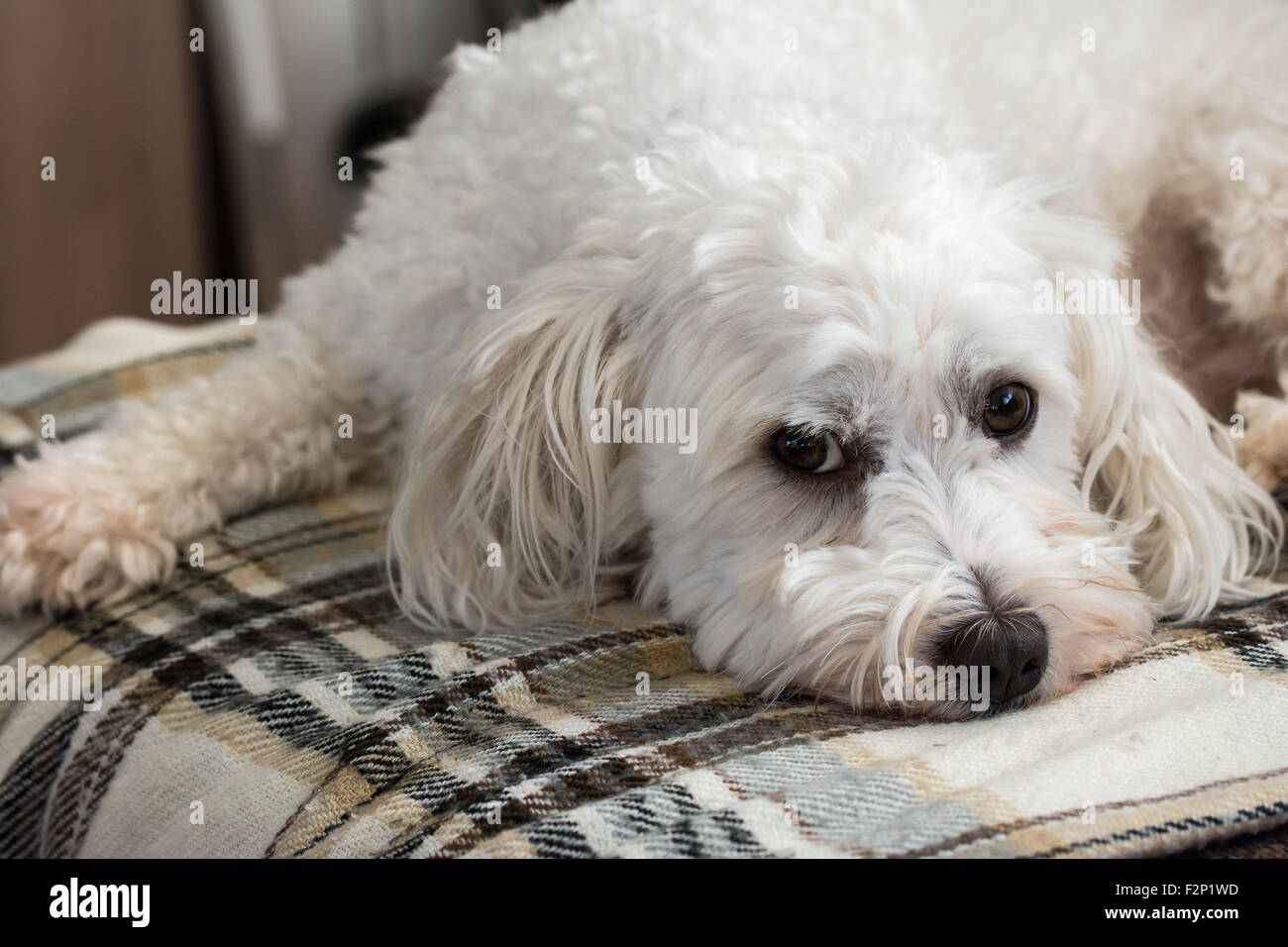 Lindo perro maltezer sentar sobre una alfombra Foto de stock